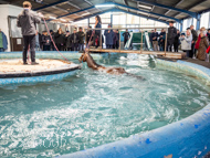 WG031025-28 - Golden De Coeur swimming